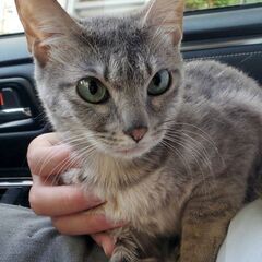 シアンブルーのような「ロシ」ちゃん♀6ヶ月