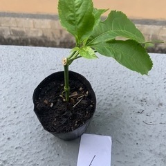 パッションフルーツさし木苗①