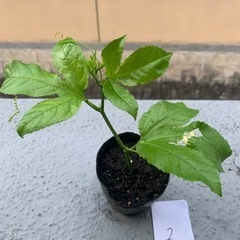 パッションフルーツ挿し木苗②