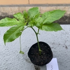 パッションフルーツ挿し木苗③