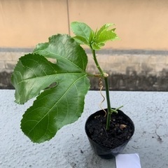 パッションフルーツ挿し木苗④