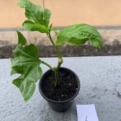 パッションフルーツ挿し木苗⑥