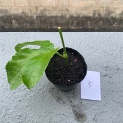 パッションフルーツ挿し木苗⑤