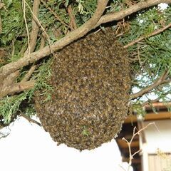 ミツバチの巣の移動・保護  無料で承ります！  ミツバチに殺虫剤をかけないで！ - その他
