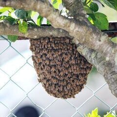 ミツバチの巣の移動・保護  無料で承ります！  ミツバチに殺虫剤をかけないで！ − 茨城県