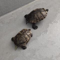 里親募集　ミドリカメです。