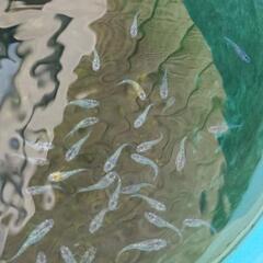 夜桜めだか（頭ピンク/ブルーラメ）若魚の画像