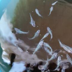 夜桜めだか（頭ピンク/ブルーラメ）若魚の画像