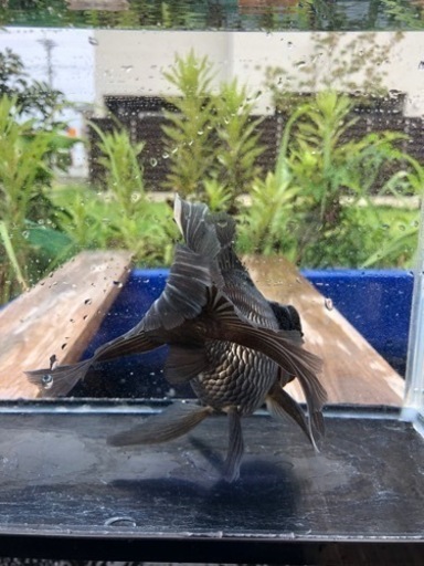 青文魚　3歳魚　雄個体