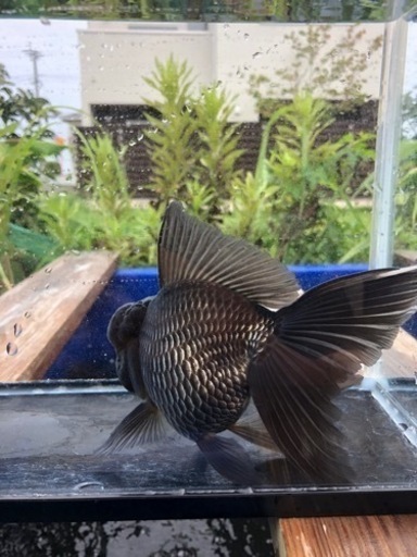 青文魚　3歳魚　雄個体