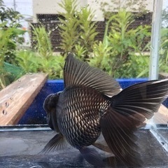 青文魚3歳魚雄個体 (金魚のもっちゃん) 玉名のその他の中古あげます 