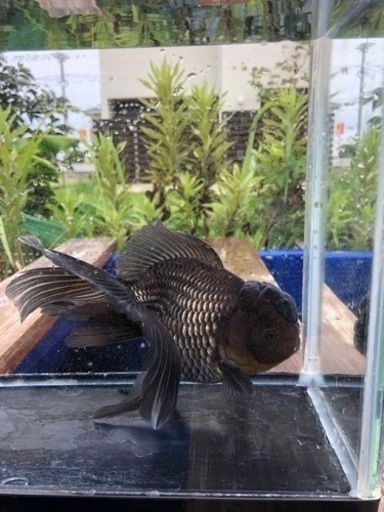 青文魚　3歳魚　雄個体