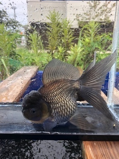 青文魚　3歳魚　雌個体