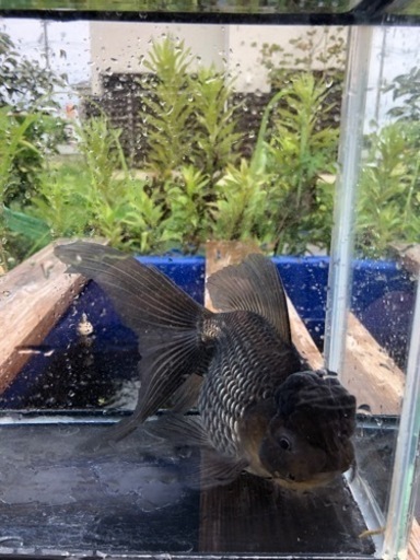 青文魚　3歳魚　雌個体