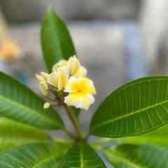 🌼プルメリア苗木🌼