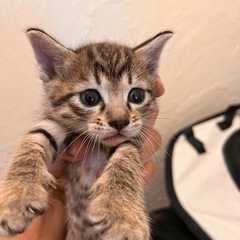 こねこです。
