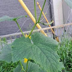 きゅうり