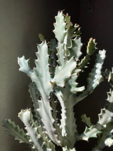 ホワイトゴースト　観葉植物　高さ約110cm