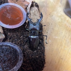 長野産ミヤマクワガタ 2ペア♂♀