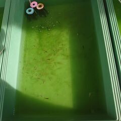 琉球メダカ(12匹)