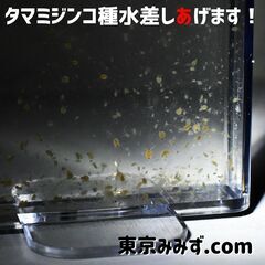 「タマミジンコ」種水差し上げます！500～1000匹 一回目無料...