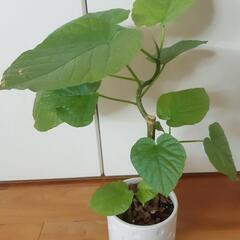 ９月末迄期間限定値下★ウンベラータの鉢④形成株■綺麗な💚型★陶器...