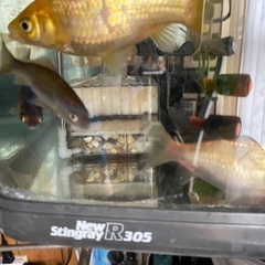大きな金魚と大きな水槽セット　初心者向き！大きいので丈夫です。