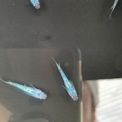 サファイア 背鰭あり ♂3♀2