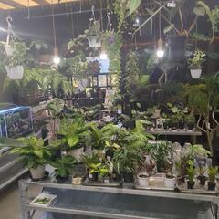 観葉植物友達(*´ω｀*)