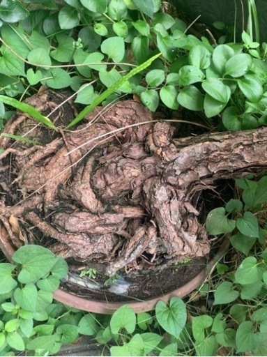盆栽