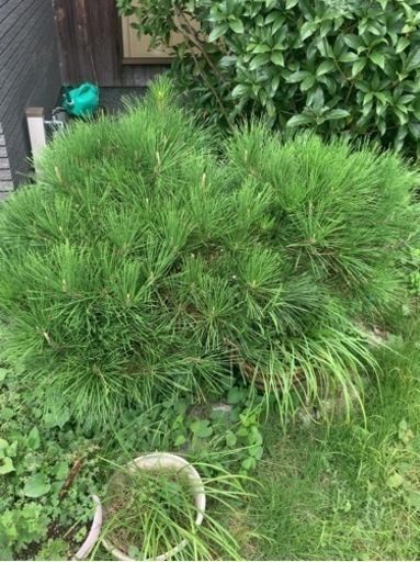 盆栽