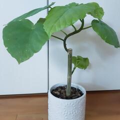 フィカス・ウンベラータの鉢⑥形成株■綺麗な💚型★陶器鉢☆高さ約３...
