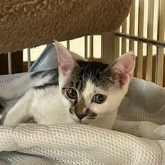 絶賛ヤンチャ中です❣️2匹一緒にお願いします。