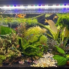水草: 10種類セット