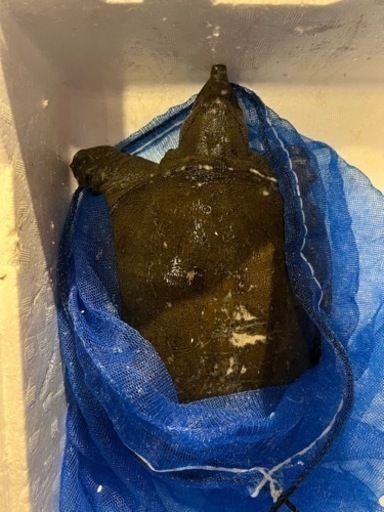 活きすっぽん1.7k