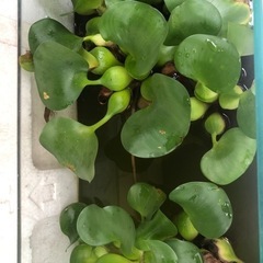水草2種 PSB種水