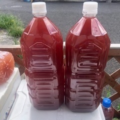 水草2種 PSB種水の画像