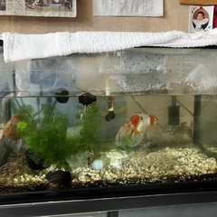 リュウキン型金魚２匹と水槽セットお譲りいたします