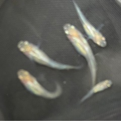 華蕾(つぼみ)メダカ 12匹（決まりました‼️）の画像