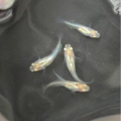 華蕾(つぼみ)メダカ 12匹（決まりました‼️）の画像