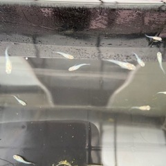 華蕾(つぼみ)メダカ 12匹（決まりました‼️）の画像