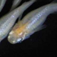 華蕾(つぼみ)メダカ 12匹（決まりました‼️）の画像