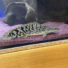 ポリプテルス　デルヘッジショート　ロイヤルバンド