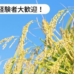 北海道北斗市で稲刈り全般手伝い作業のお仕事！【単発/短期求人】