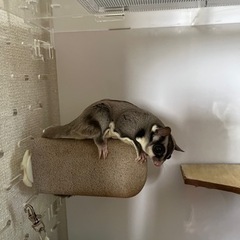フクロウモモンガ