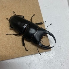 オオクワYGペア2023年羽化
