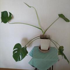 観葉植物 モンステラ