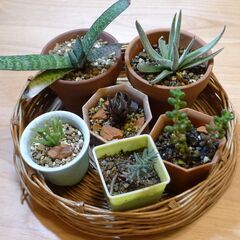 多肉植物小鉢植え６種寄せ植え向き