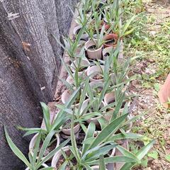 竜舌蘭がお買い得です‼️の画像