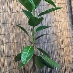 ゴムの木a